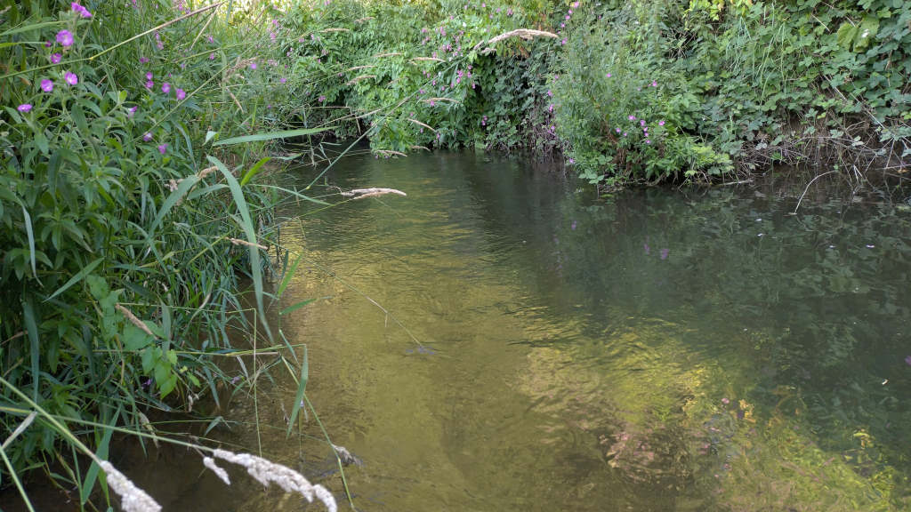 Photo of two trout run